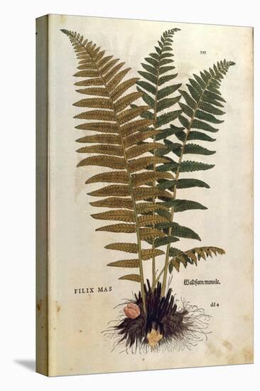 Male Fern (Dryopteris Filix-Mas) by Leonhart Fuchs from De Historia Stirpium Commentarii Insignes (-null-Premier Image Canvas