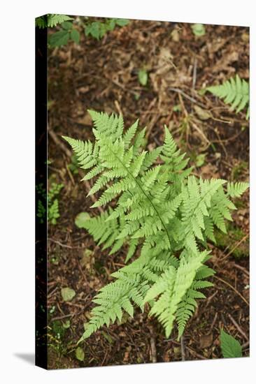 male fern, Dryopteris filix-mas, forest floor, spring-David & Micha Sheldon-Premier Image Canvas