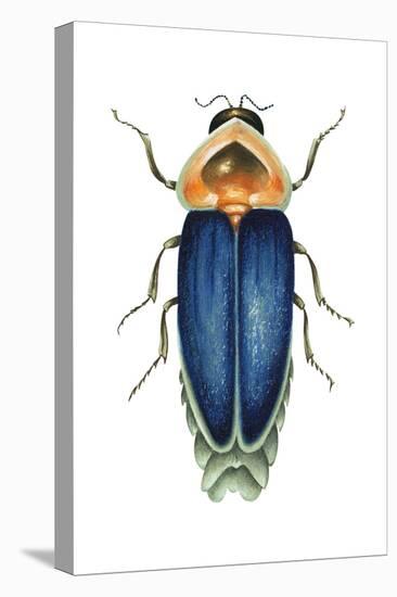 Male Firefly (Lampyridae), Insects-Encyclopaedia Britannica-Stretched Canvas