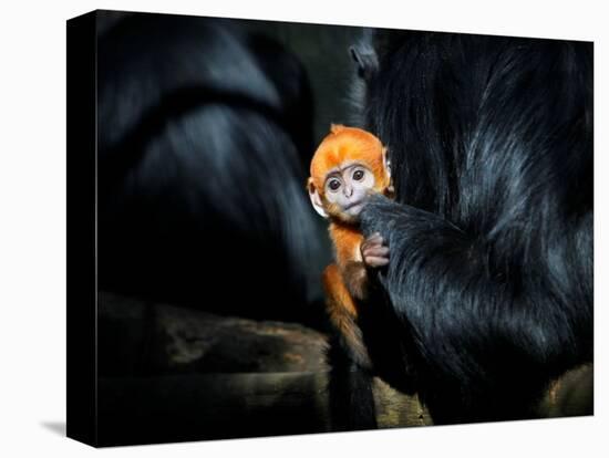 Male Francois' Leaf Monkey Relaxes with His Parents at the Zoological Gardens Zoorasia in Yokohama-null-Premier Image Canvas