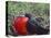 Male Frigatebird Showing Inflated Pouch During Breeding Season, Galapagos Islands, Ecuador-Jim Zuckerman-Premier Image Canvas