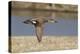 Male Gadwall Duck in Flight-Hal Beral-Premier Image Canvas