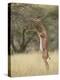 Male Gerenuk (Litocranius Walleri), Samburu National Reserve, Kenya-James Hager-Premier Image Canvas