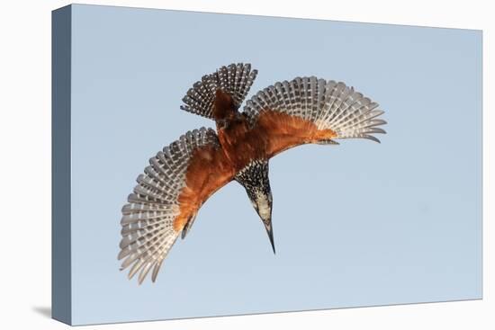 Male Giant kingfisher diving, Allahein River, The Gambia-Bernard Castelein-Premier Image Canvas