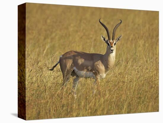 Male Grant's Gazelle (Gazella Granti), Masai Mara National Reserve, Kenya, East Africa, Africa-James Hager-Premier Image Canvas