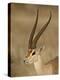 Male Grant's Gazelle, Samburu National Reserve, Kenya, East Africa, Africa-James Hager-Premier Image Canvas