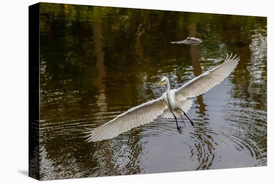 Male Great egret flying, Merritt Island National Wildlife Refuge, Florida-Adam Jones-Premier Image Canvas