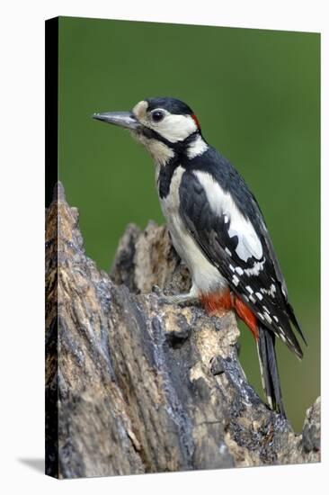 Male Great Spotted Woodpecker-Colin Varndell-Premier Image Canvas