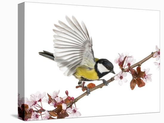 Male Great Tit Taking off from a Flowering Branch - Parus Major, Isolated on White-Life on White-Premier Image Canvas