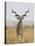 Male Greater Kudu, Kruger National Park, South Africa, Africa-James Hager-Premier Image Canvas