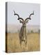 Male Greater Kudu, Kruger National Park, South Africa, Africa-James Hager-Premier Image Canvas