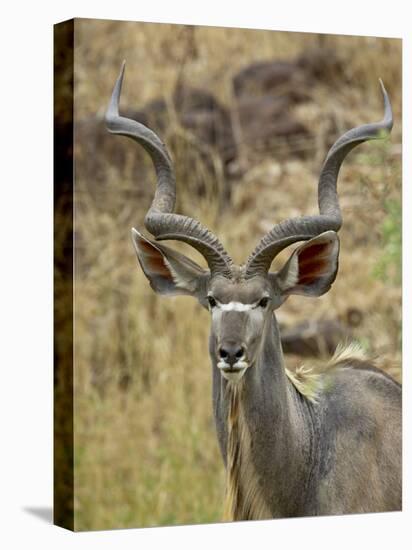 Male Greater Kudu, Kruger National Park, South Africa, Africa-James Hager-Premier Image Canvas