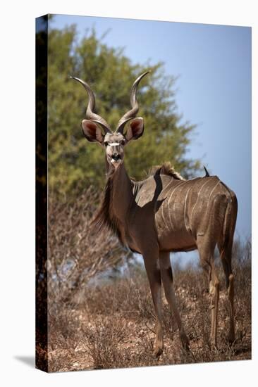 Male greater kudu (Tragelaphus strepsiceros), Kgalagadi Transfrontier Park, South Africa-David Wall-Premier Image Canvas