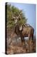 Male greater kudu (Tragelaphus strepsiceros), Kgalagadi Transfrontier Park, South Africa-David Wall-Premier Image Canvas