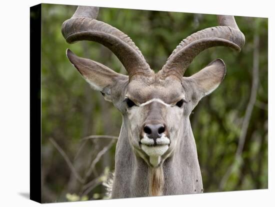 Male Greater Kudu (Tragelaphus Strepsiceros), Kruger National Park, South Africa, Africa-James Hager-Premier Image Canvas