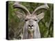 Male Greater Kudu (Tragelaphus Strepsiceros), Kruger National Park, South Africa, Africa-James Hager-Premier Image Canvas