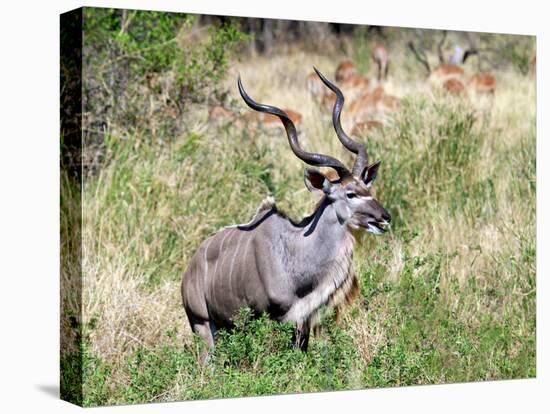 Male Greater Kudu (Tragelaphus Strepsiceros) Kruger National Park, South Africa-Miva Stock-Premier Image Canvas