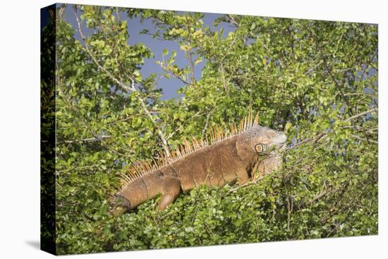 Male Green Iguana, in breeding plumage, Crooked Tree Wildlife Sanctuary, Belize.-William Sutton-Premier Image Canvas