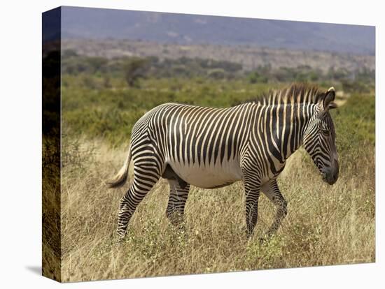 Male Grevy's Zebra (Equus Grevyi), Samburu Game Reserve, Kenya, East Africa, Africa-James Hager-Premier Image Canvas