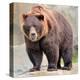 Male Grizzly Bear Ursos Arctos-null-Stretched Canvas