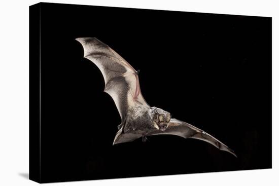 Male Hoary Bat (Lasiurus Cinereus) in Flight-Michael Durham-Premier Image Canvas