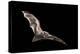Male Hoary Bat (Lasiurus Cinereus) in Flight-Michael Durham-Premier Image Canvas