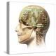 Male Human Head with Skull and Artificial Electronic Circuit Brain-null-Stretched Canvas
