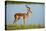 Male impala (Aepyceros melampus melampus), Chobe River, Chobe National Park, Botswana, Africa-David Wall-Premier Image Canvas