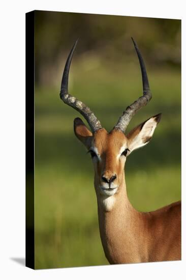 Male impala (Aepyceros melampus melampus), Moremi Game Reserve, Botswana, Africa-David Wall-Premier Image Canvas