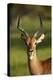 Male impala (Aepyceros melampus melampus), Moremi Game Reserve, Botswana, Africa-David Wall-Premier Image Canvas