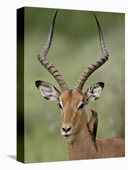 Male Impala (Aepyceros Melampus) With a Red-Billed Oxpecker, Kruger National Park, South Africa-null-Premier Image Canvas