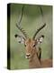 Male Impala (Aepyceros Melampus) With a Red-Billed Oxpecker, Kruger National Park, South Africa-null-Premier Image Canvas