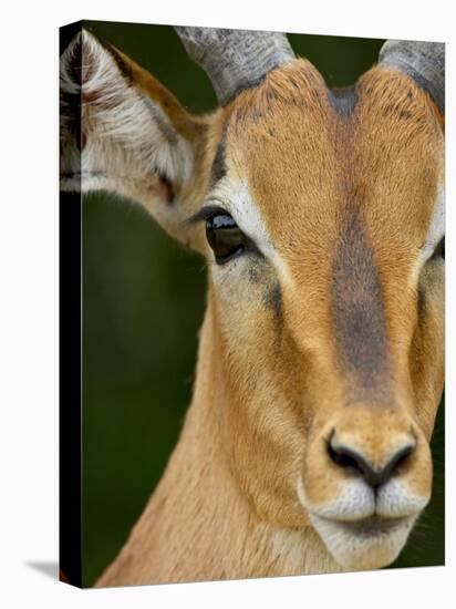 Male Impala, Kruger National Park, South Africa, Africa-James Hager-Premier Image Canvas