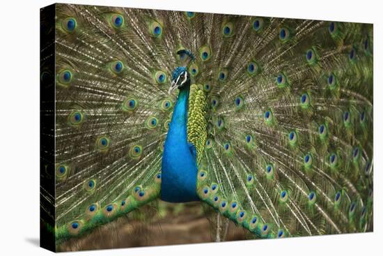 Male Indian Peacock in Costa Rica-null-Premier Image Canvas