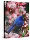 Male Indigo Bunting Among Crabapple Blossoms-Adam Jones-Premier Image Canvas