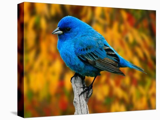 Male Indigo Bunting-Adam Jones-Premier Image Canvas