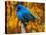 Male Indigo Bunting-Adam Jones-Premier Image Canvas