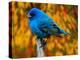 Male Indigo Bunting-Adam Jones-Premier Image Canvas