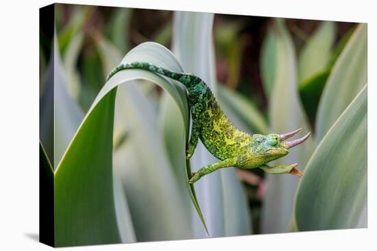 Male Jackson's chameleon moving between leaves, Hawaii-David Fleetham-Premier Image Canvas