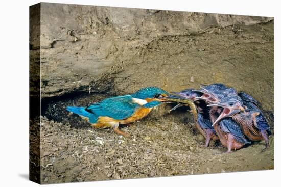 Male Kingfisher feeding chicks in artificial nest, Italy-Angelo Gandolfi-Premier Image Canvas