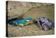 Male Kingfisher feeding chicks in artificial nest, Italy-Angelo Gandolfi-Premier Image Canvas