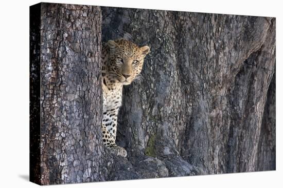 Male Leopard Intensely Staring From The Wedge In A Tree. Linyanti Wildlife Reserve, Botswana-Karine Aigner-Premier Image Canvas