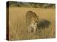 Male Leopard (Panthera Pardus) in Captivity, Namibia, Africa-Steve & Ann Toon-Premier Image Canvas