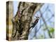 Male Lesser spotted woodpecker perching on tree, Germany-Konrad Wothe-Premier Image Canvas