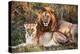 Male Lion and Female Lion - a Couple, on Savanna. Safari in Serengeti, Tanzania, Africa-Michal Bednarek-Premier Image Canvas