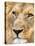 Male Lion at Africat Project, Namibia-Joe Restuccia III-Premier Image Canvas