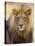 Male Lion at Africat Project, Namibia-Joe Restuccia III-Premier Image Canvas