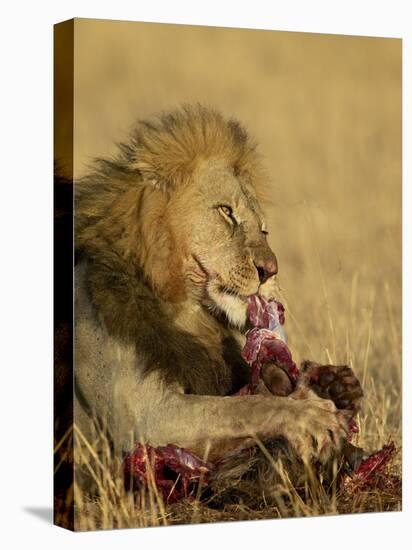 Male Lion Eating a Blue Wildebeest, Masai Mara National Reserve, Kenya, East Africa-James Hager-Premier Image Canvas