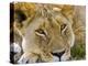 Male Lion in the Late Afternoon, Maasai Mara, Kenya-Joe Restuccia III-Premier Image Canvas