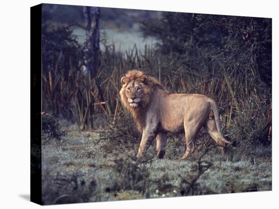 Male Lion in the Wild-John Dominis-Premier Image Canvas